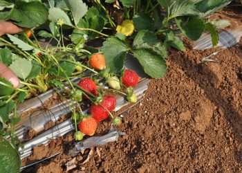 कोकणच्या लाल मातीतील स्ट्रॉबेरी शेती