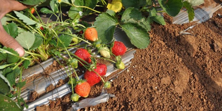 कोकणच्या लाल मातीतील स्ट्रॉबेरी शेती