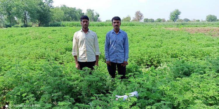 लाख मोलाची जिरेनियम शेती