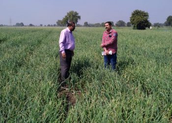 पांढऱ्या कांद्याची शेती हमी भावाची