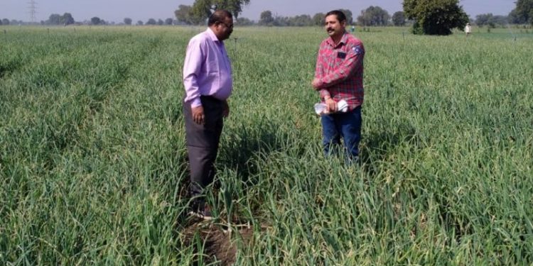 पांढऱ्या कांद्याची शेती हमी भावाची