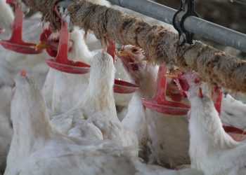 हजाराच्या व्यवसायाची कोट्यावधीची उडाणे