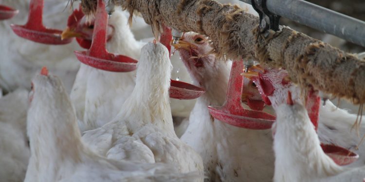 हजाराच्या व्यवसायाची कोट्यावधीची उडाणे