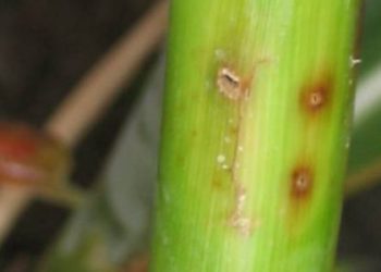 वेळीच करा मक्यावरील खोडकिडचे नियंत्रण