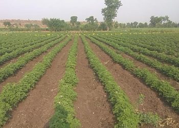 मिश्र पिकातून साधली प्रगती