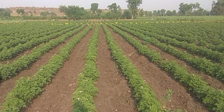 मिश्र पिकातून साधली प्रगती