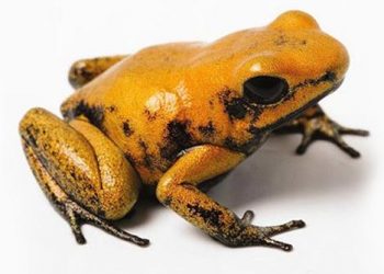 अमेझॉन जंगल रहस्य भाग- ३