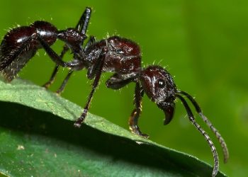 अमेझॉन जंगल रहस्य भाग-१