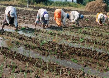 कांदा लागवड तंत्रज्ञान…