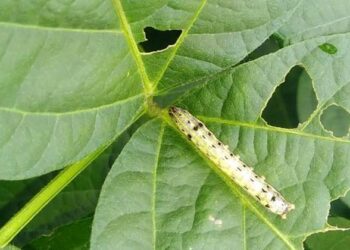 सोयाबीन पिकावरील एकात्मिक कीड नियंत्रण भाग-२