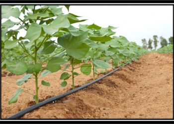 कापूस व्यवस्थापन भाग – १