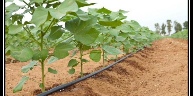 कापूस व्यवस्थापन भाग – १