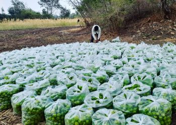 एकरी चार महिन्यात चार लाखांचे उत्पन्न.