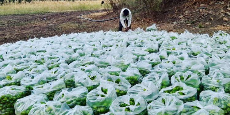एकरी चार महिन्यात चार लाखांचे उत्पन्न.