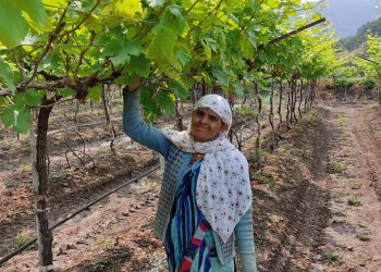 आणि टमाट्याची रोपं आलीच नाही