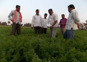 गाजर पिकातून लाभली समृद्धीची लाली