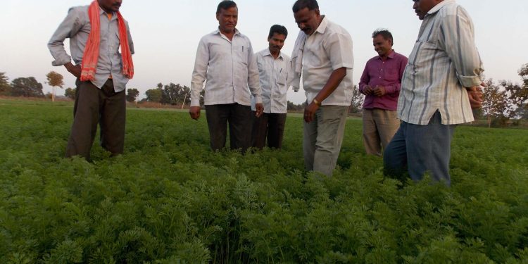 गाजर पिकातून लाभली समृद्धीची लाली