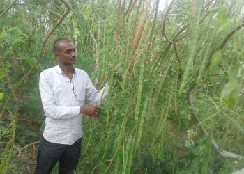 शेवगा शेतीतून एकरी दीड लाखांचा नफा