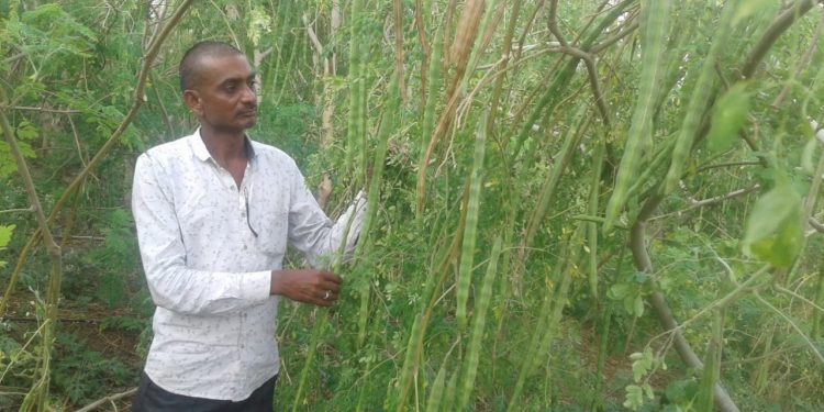 शेवगा शेतीतून एकरी दीड लाखांचा नफा