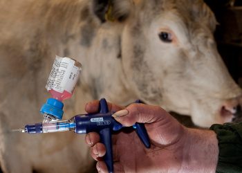 जनावरांमध्ये लसीकरणाचे महत्व