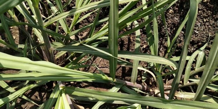 असे करा ऊसावरील कीड व्यवस्थापन