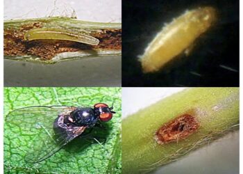 सोयाबीन पिकावरील एकात्मिक कीड नियंत्रण भाग-१