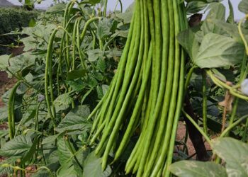 असा मिळविला दहा गुंठ्यात एक लाखाचा निव्वळ नफा