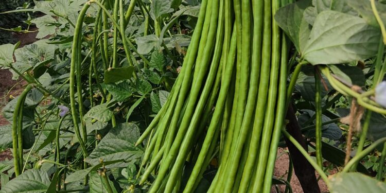 असा मिळविला दहा गुंठ्यात एक लाखाचा निव्वळ नफा