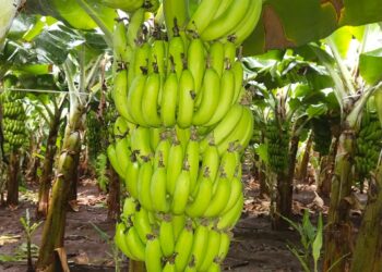 खान्देशची केळी कोकणच्या मातीत