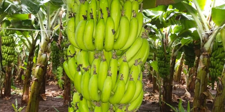 खान्देशची केळी कोकणच्या मातीत