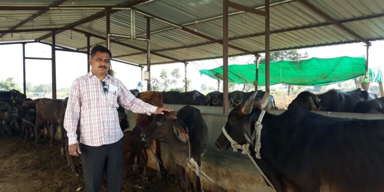दुग्धव्यवसायातून साधला आर्थिक उत्कर्ष