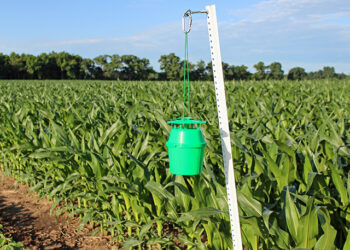 हे आहेत विषारी कीटकनाशक फवारणीला पर्याय !