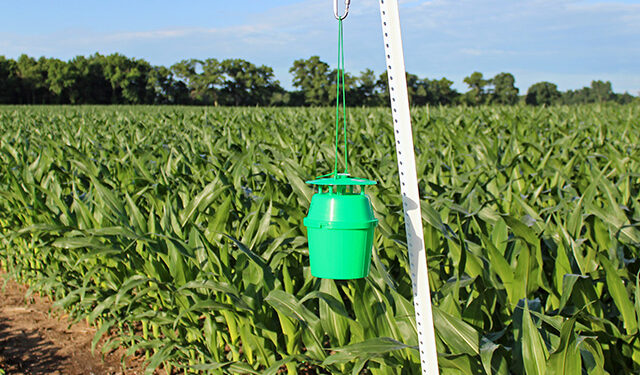 हे आहेत विषारी कीटकनाशक फवारणीला पर्याय !