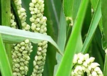 उपवासालाच नाही तर रोजच्या आहारात भगर किती उपयुक्त आहे..??