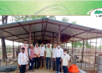 पदवीधर भाऊसाहेब कमावताय शेळीपालनातून वर्षाला 4 लाखांचा नफा.