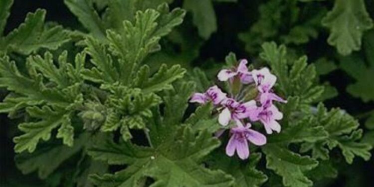 जिरेनियमची शेती