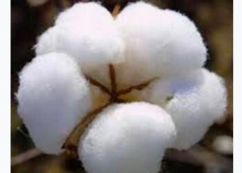 कापुस उत्पादक शेतकर्‍यांसाठी.. पाण्याचा ताण पडलेल्या कोरडवाहू कापसासाठी उपाय…