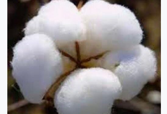 कापुस उत्पादक शेतकर्‍यांसाठी.. पाण्याचा ताण पडलेल्या कोरडवाहू कापसासाठी उपाय…