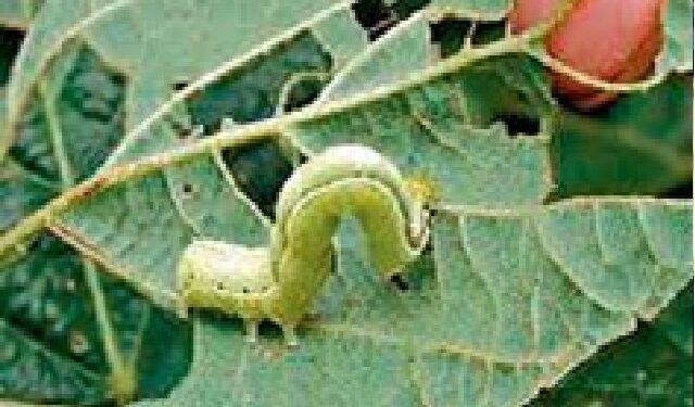 सोयाबीन पिकावरील एकात्मिक कीड नियंत्रण भाग-४