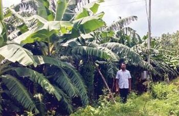 नांदेडची केळी पोहोचली थेट ईराणमध्ये…; चार एकरातून 7 लाखांचे निव्वळ उत्पन्न; जाणून घ्या दर्जेदार केळीचे व्यवस्थापन..