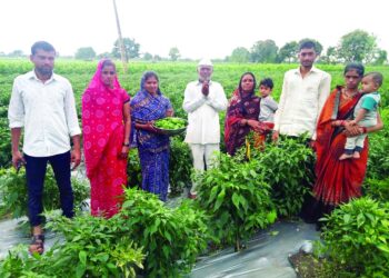 सिमला मिरचीतून चंदनसे कुटुंबाची किमया; 10 गुंठे क्षेत्रातून 2 लाखांचा नफा