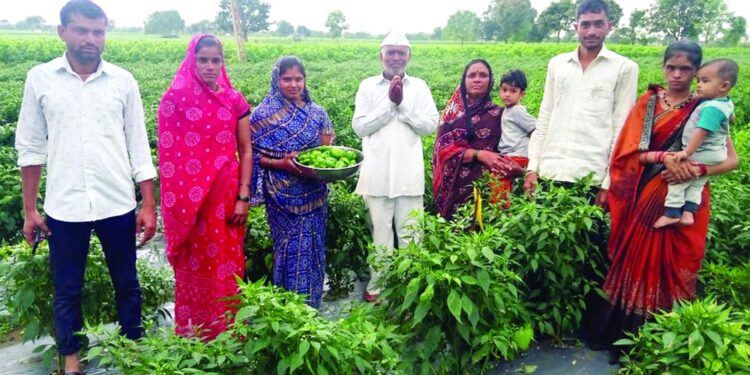 सिमला मिरचीतून चंदनसे कुटुंबाची किमया; 10 गुंठे क्षेत्रातून 2 लाखांचा नफा