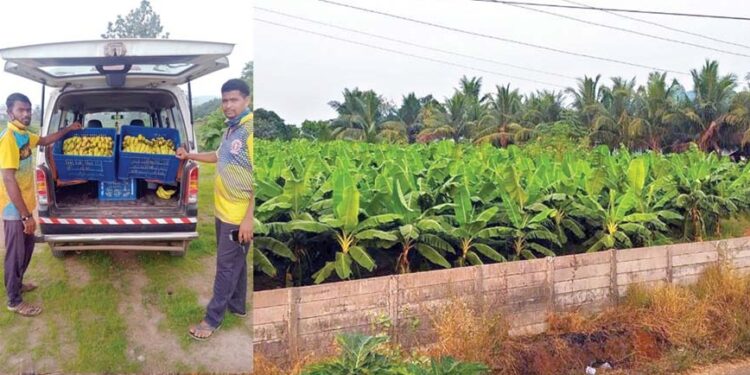 खान्देशची केळी कोकणच्या मातीत; एकरी 1 लाख 20 हजारांचे उत्पन्न