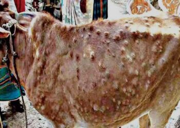 पशुपालकांनो सावधान – महाराष्ट्रात पसरतोय जनावरांचा विषाणू लंपी स्किन डिसीज (LSD) – काय आहेत आजाराची लक्षणे व उपचार…?