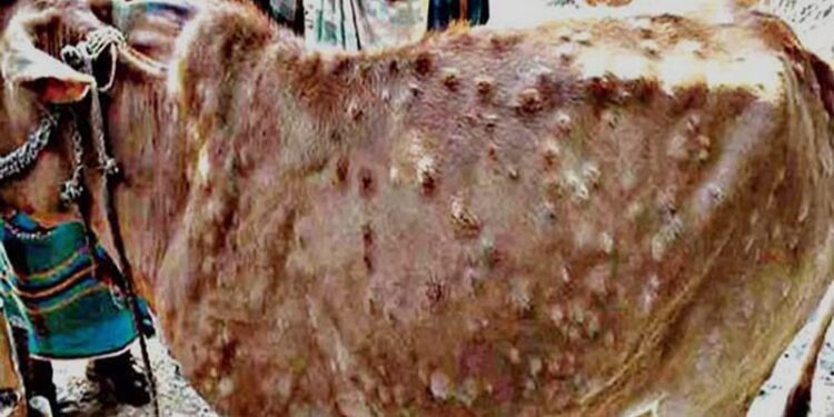 पशुपालकांनो सावधान – महाराष्ट्रात पसरतोय जनावरांचा विषाणू लंपी स्किन डिसीज (LSD) – काय आहेत आजाराची लक्षणे व उपचार…?