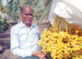 परभणीत खजूर पीकाचा प्रयोग यशस्वी; असोल्याचे जावळे बंधू घेताहेत खजुराचे भरघोस उत्पादन… साडेसात एकरातून तीन वर्षांत मिळविला 19 लाखांचा निव्वळ नफा…