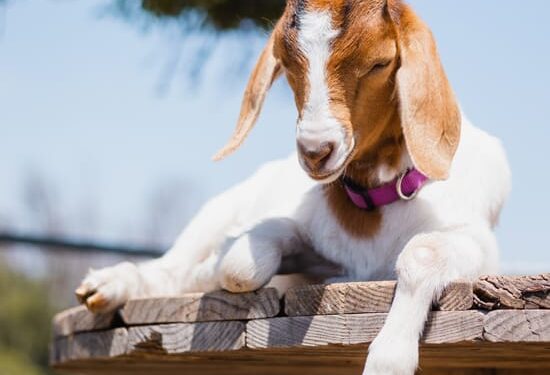 🐐 अ‍ॅग्रोवर्ल्डतर्फे 18 सप्टेंबरला जळगावात एकदिवसीय कार्यशाळा.. मर्यादित प्रवेश; कार्यशाळेतच सहभाग प्रमाणपत्र वाटप ठिकाण – डीपीडीसी हॉल, जिल्हाधिकारी कार्यालय, जळगाव