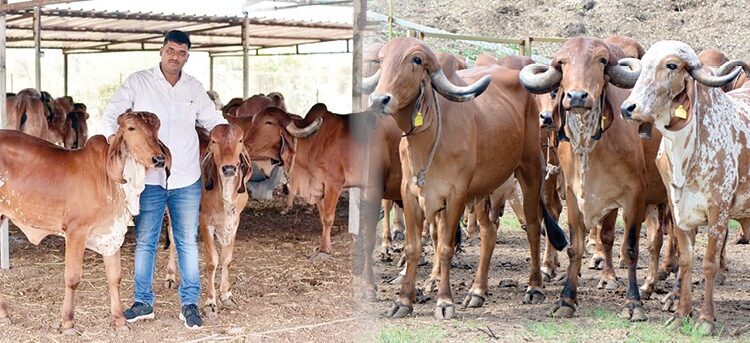 रोगमुक्त गीर गोवंशाची निवड करून संवर्धन; 40 लाखांची उलाढाल असलेला देशी गोवंश पालनातील दीपस्तंभ- इंडिजिनस फार्म; पदवीधारक असूनही नोकरीच्या मागे न धावत खैरनार बंधूंचा गोवंश संवर्धनात आय. व्ही. एफ. तंत्रज्ञानाचा वापर