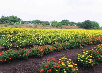 झेंडू उत्पादन तंत्रज्ञान