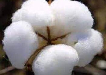 कापूस – पांढरे सोने यंदा झळाळणार..; जाणून घ्या काय राहू शकतो भाव…!